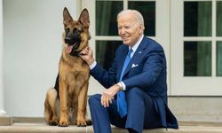 11 kişiyi ısırmıştı! Biden'ın köpeği Beyaz Saray'dan kovuldu...