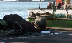 Zonguldak'ta balıkçıların ağına takılan deniz mayını SAS ekiplerince götürüldü