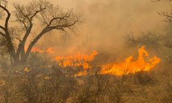 ABD'nin Texas eyaletinde orman yangınları nedeniyle "acil durum" ilan edildi