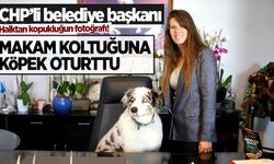 Halktan kopukluğun fotoğrafı! Çeşme Belediye Başkanı Denizli, makam koltuğuna köpek oturttu