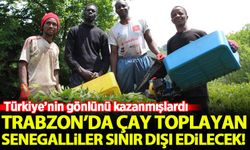 Trabzon'da çay toplayan Senegalliler sınır dışı edilecek! Türkiye'nin sevgisini kazanmışlardı...