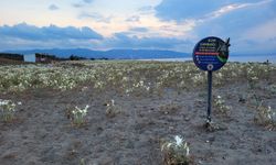 Samsun'da Costal sahili, koruma altına alınan kum zambaklarıyla doldu