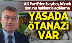 AK Parti'den başıboş köpek sorunu açıklaması: Ötanazi yoluyla...