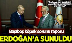 Başıboş köpek sorunu raporu Başkan Erdoğan'a sunuldu