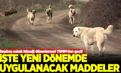 Başıboş sokak köpeği düzenlemesi TBMM'den geçti: İşte uygulanacak maddeler