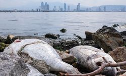 İzmir Körfezi'nin temizliği acil eylem planı ile kademeli şekilde sağlanabilir