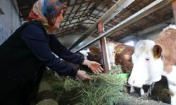 Bitlis'te kadın üretici hayvan sayısının 2 yılda 6'ya çıkardı