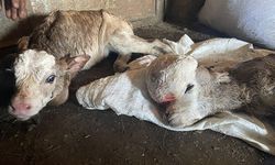 Kars'ta anomalili doğan buzağı şaşkınlığa neden oldu