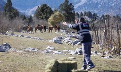 Antalya'da yılkı atlarına saman ve yonca bırakıldı