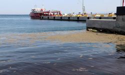 Tekirdağ kıyılarında alg patlaması nedeniyle deniz renginde değişim gözlendi