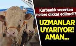 Kurbanlık seçerken bu özelliklere dikkat: Uzman isimden hayati uyarı, bu kurbanlıklardan uzak durun!