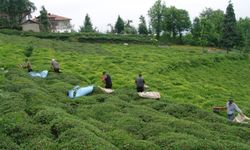 Tarım ve Orman Bakanlığı, yaş çay alım fiyatını açıkladı