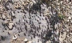 Antalya Gündoğmuş'ta çekirge istilası!