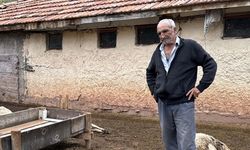 Kırıkkale'de kurtların saldırdığı 18 küçükbaş telef oldu