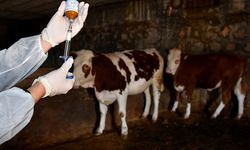 Şap hastalığının görüldüğü Hakkari'de kurban kesimi olacak mı?