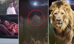 Antalya'da Hayvan parkından kaçan aslan bir kişiyi ağır yaraladı