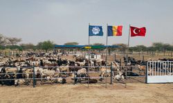 Beyazgül Derneği ile Kurban Bağışlarınız Mazlum Yürekleri Güldürüyor: Afrika'dan Asya'ya Umut Köprüleri Kuruluyor!