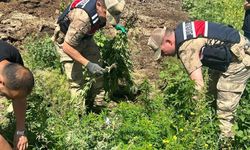 Kars'ta binlerce kök kenevir ele geçirildi Kaynak: Kars'ta binlerce kök kenevir ele geçirildi