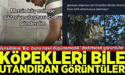 Köpekleri bile utandıran görüntüler