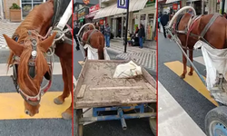 Edirne'de at arabasını yaya geçidine park eden kişiye para cezası uygulandı