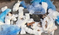 İzmir'de kedi katliamı; 33 kedi ölü bulundu!