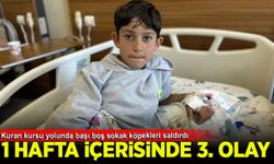 Van'da bir hafta arayla 3'üncü köpek saldırısı: Yasa var, uygulayan yok…