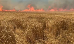 Tekirdağ'da 100 dekar buğday ekili alan kül oldu