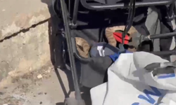 Şanlıurfa'da bebek arabasına ağaçtan yılan düştü