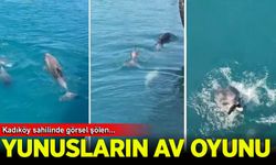 Kadıköy'de iskele yakınında balık avlayan yunuslar