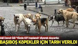 Vali Davut Gül ‘Yüzde 65’i toplandı’ diyerek duyurdu: Sahipsiz köpekler için tarih verildi