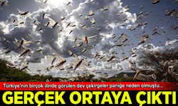 Türkiye'yi korkutan dev çekirgelerle ilgili gerçek ortaya çıktı