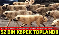 Ankara'da 52 bin sahipsiz köpeğin NATO için toplatılmasına İsmail Kılıçarslan'dan tepki