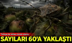 Türkiye’de istilacı böcek alarmı: Sayıları 60’a yaklaştı