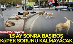 Bakan Çiftçi duyurdu: 1,5 ay sonra başıboş köpek sorunu kalmayacak