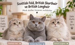 Scottish Fold, British Shorthair ve British Longhair Fiyatları 2026