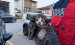 Sakarya'da otomobilin motor bölümünde sıkışan yavru kedi kurtarıldı