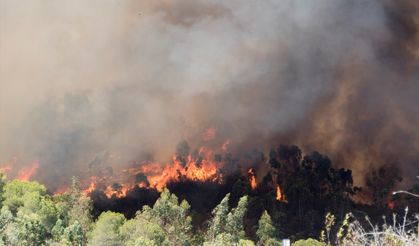 İspanya'nın Katalonya bölgesinde son iki yılın en büyük orman yangını yaşandı