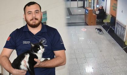 Bitlis'te sekerek acil servise giden kedi tedavi edildi