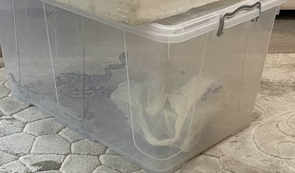 Aksaray'da bir evde kraliyet piton yılanı, kaplumbağa ve sakallı ejderler bulundu