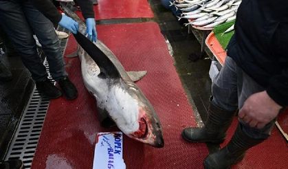 Camgöz cinsi köpek balığını satmak istediler: 33 bin lira ceza yediler