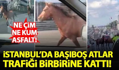 İstanbul'da başıboş atlar otobanda trafiği birbirine kattı