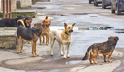5 yaşındaki çocuk babasının yanında başıboş köpeklerin saldırısına uğradı