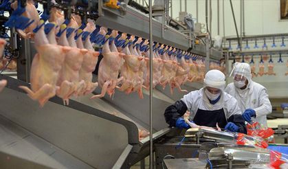Ticaret Bakanlığı tavuk ihracatına yasak getirmeye hazırlanıyor