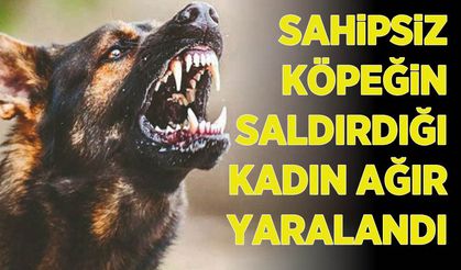 Niğde'de sahipsiz köpeğin saldırdığı kadın ağır yaralandı