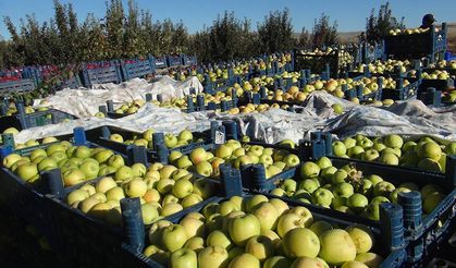 Devletten aldığı destekle 200 ton elma üretti