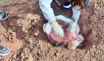 Şırnak'ta dehşet olay: Market poşetinden bebek cesedi çıktı