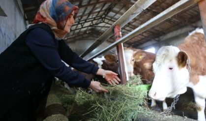 Bitlis'te kadın üretici hayvan sayısının 2 yılda 6'ya çıkardı