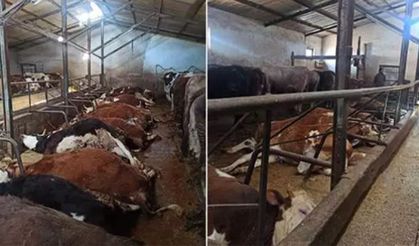Bayburt'ta besiciyi perişan eden manzara