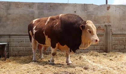 Şampiyon boğa 'Poyraz', 540 bin TL'ye alıcısını buldu