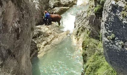 Kastamonu'da akarsuya düşen büyükbaş hayvan kurtarıldı